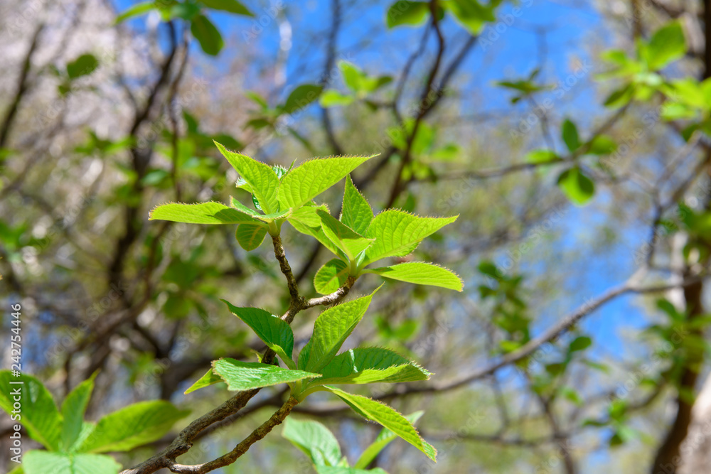 リョウブの新緑 リョウブの新緑