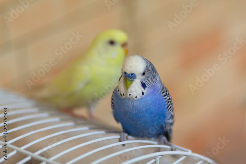 Two parrots are sitting on the cage. Birds