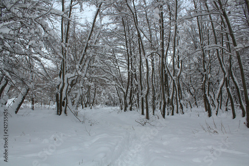 snow in the winter forest, snow covered trees © Валерий Кузюбердин