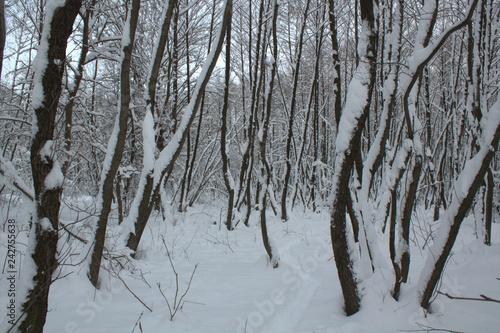 snow in the winter forest, snow covered trees