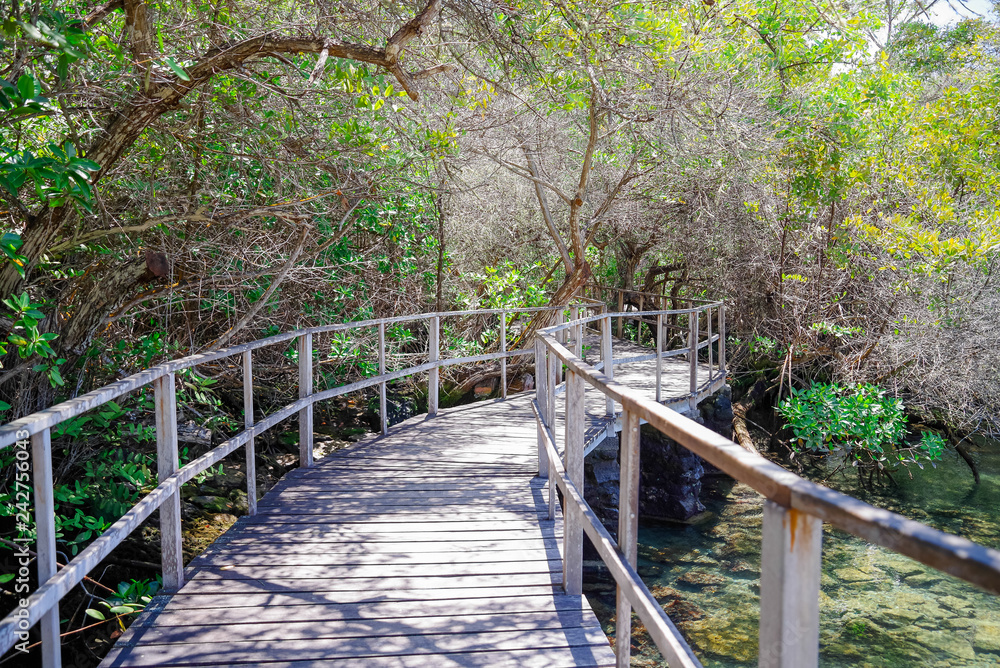 Beautiful outdoor view of wooden path close to mangrove on San Cristobal Island, Galapagos Islands
