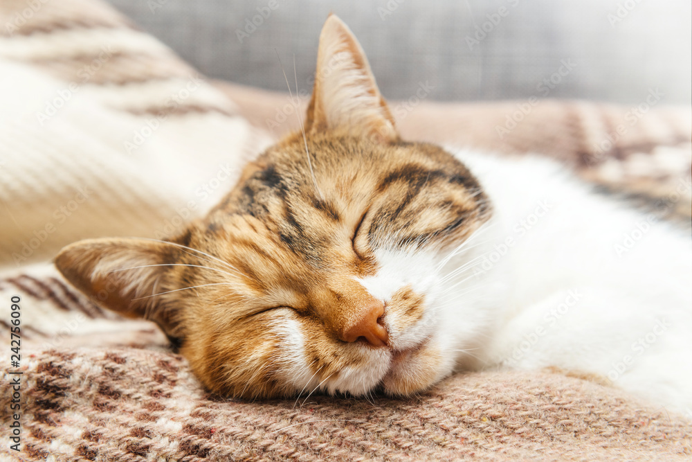Beautiful elegant cat in cozy warm home environment sleeping having dreams on a warm blanket with her tight closed eyes like a chinese cat