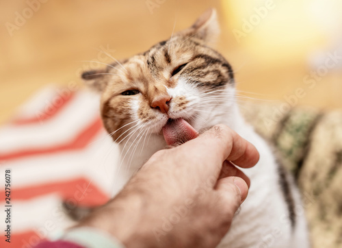 Lovely cat licking her male friend's hand with her abrasive tongue