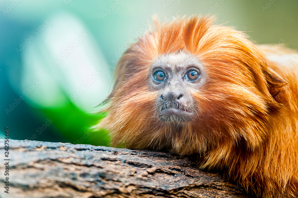 Fototapeta premium Singe tamarin lion à tête dorée