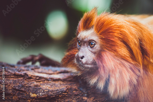 Portrait d'un petit singe tamarin lion doré photo