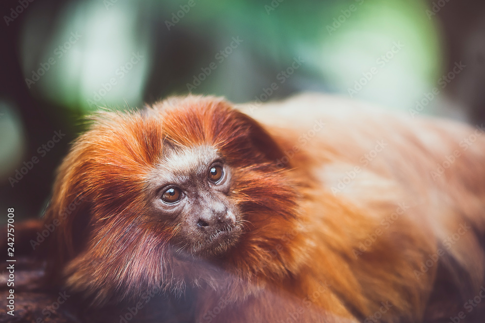 Obraz premium Petit singe roux, tamarin lion à tête dorée