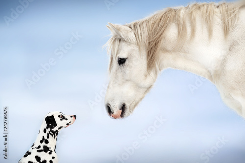 Photography Dalmatian dog and white horse best friends beautiful winter portrait magic look