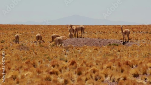 Vicunas on a small hill in the Pampa