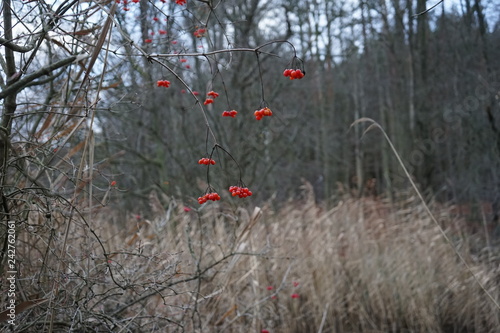 Single bunches of red berries  Sorbus aucuparia  commonly called rowan and mountain-ash in winter landscape
