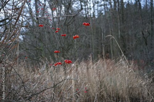 Single bunches of red berries, Sorbus aucuparia, commonly called rowan and mountain-ash in winter landscape