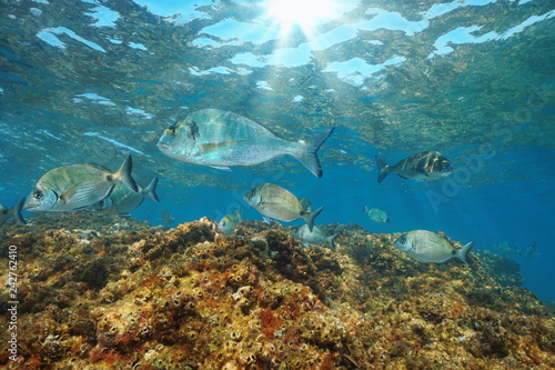 Sea breams fish underwater in the Mediterranean sea  gilt head and white seabreams   France