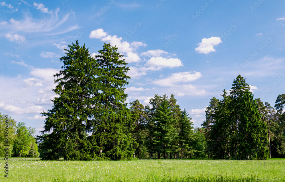 landscape, trees, meadow with flowering herbs landscape, trees, meadow with flowering herbs