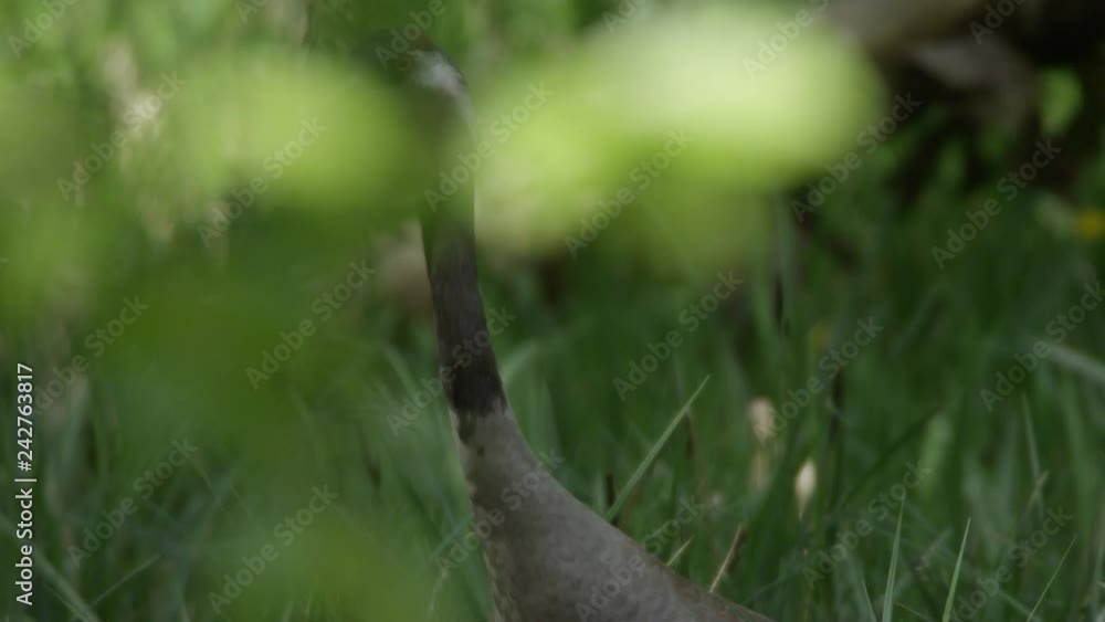 common cranes breeding in the forest common cranes breeding in the forest