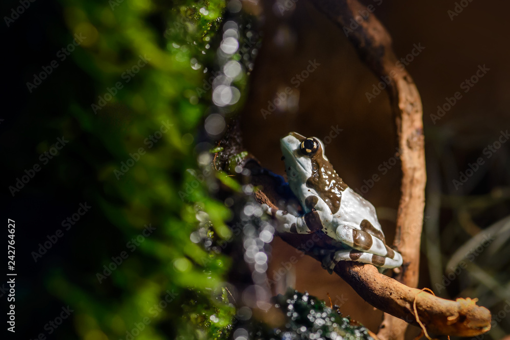 A white and brown spotted Amazon Milk frog (Phrynohyas) sits on a branch next to green vegetation.