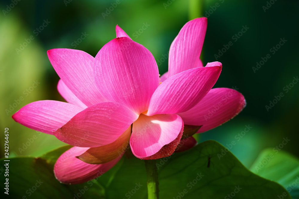 Fototapeta premium The beautiful blooming lotus flowers in summer.