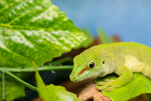 A green gecko (Phelsuma grandis) is watching the letter. photo