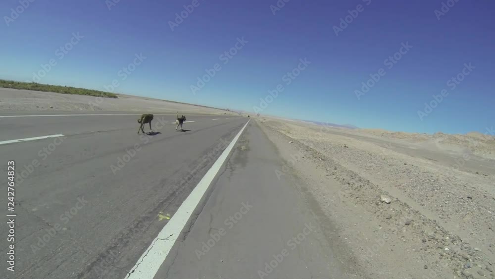 Dogs on a road in the Atacama desert / Bicycle ride / Dogs on a road in the Atacama desert / Bicycle ride /