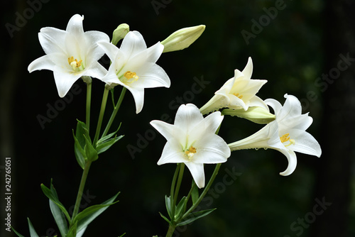 White lily flowers on a black background