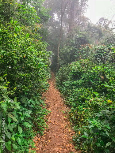 hiking path in green rain forest at mon jong doi, Chaing mai, Thailand