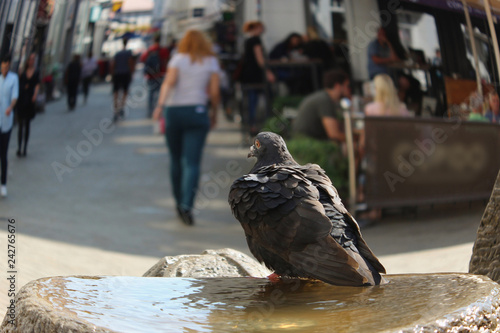 Closeup of grey city dove sitting on the fountains and watching people passing by in the pedestrian zone 