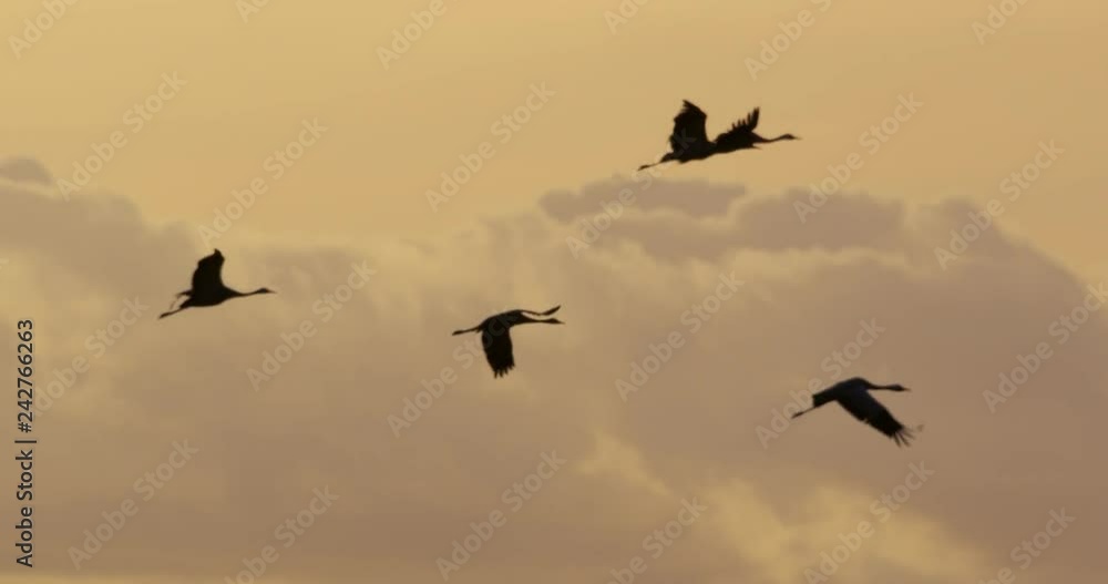 common cranes in autumn - vorpommern, Germany common cranes in autumn - vorpommern, Germany