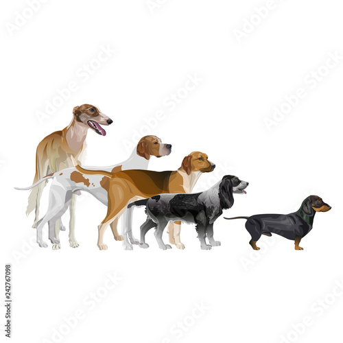Set of hunting dog