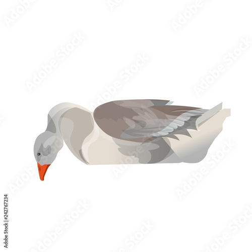 Grey goose swimming