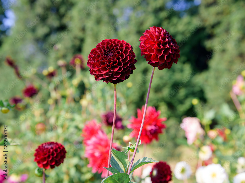 Dahlia flowers during blossoming Dahlia flowers during blossoming