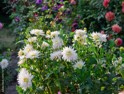 Fototapeta Naklejka Na Ścianę i Meble -  Dahlia flowers during blossoming