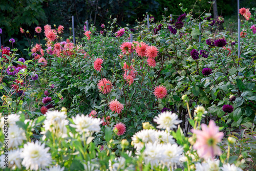 Fototapeta Naklejka Na Ścianę i Meble -  Dahlia flowers during blossoming