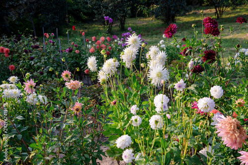Fototapeta Naklejka Na Ścianę i Meble -  Dahlia flowers during blossoming