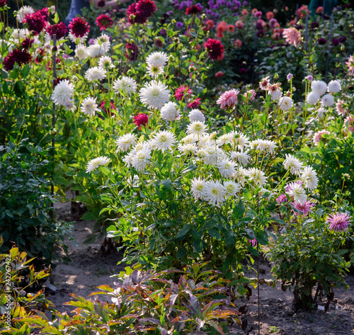 Fototapeta Naklejka Na Ścianę i Meble -  Dahlia flowers during blossoming