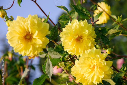 Fototapeta Naklejka Na Ścianę i Meble -  Dahlia flowers during blossoming