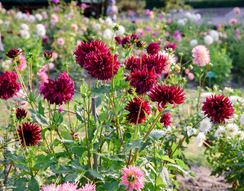 Dahlia flowers during blossoming