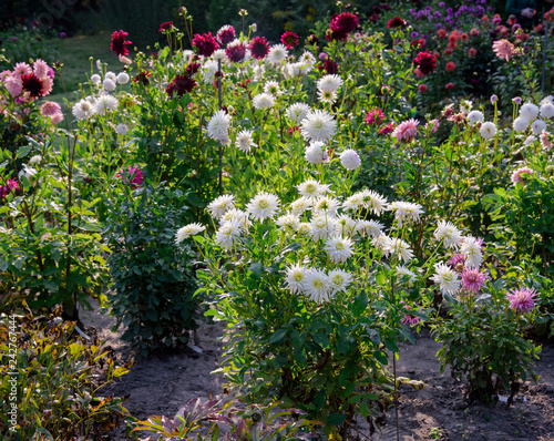 Fototapeta Naklejka Na Ścianę i Meble -  Dahlia flowers during blossoming