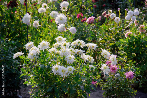 Fototapeta Naklejka Na Ścianę i Meble -  Dahlia flowers during blossoming