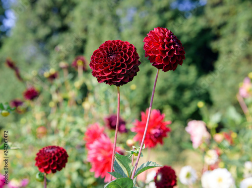 Fototapeta Naklejka Na Ścianę i Meble -  Dahlia flowers during blossoming
