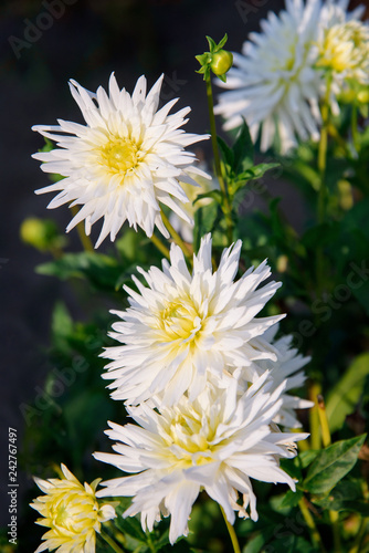 Fototapeta Naklejka Na Ścianę i Meble -  Dahlia flowers during blossoming