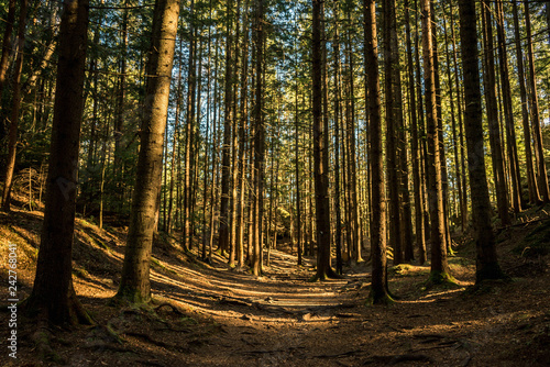 coniferous forest of trees with a full frame trail