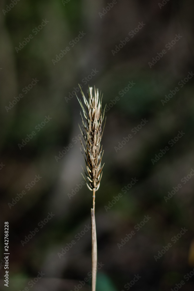 Wild Wheat