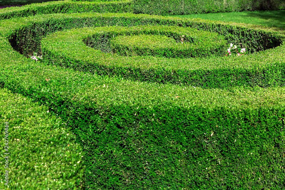 hedge maze of trimmed shaped bushes in the form of a spiral.