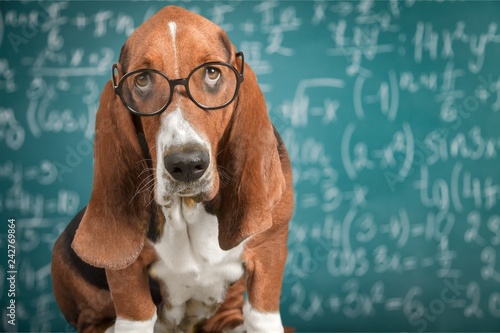 Math dog crazy glasses academic animal blackboard