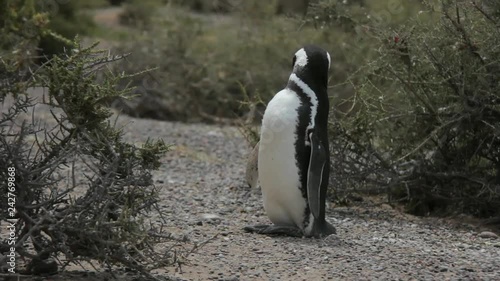 Humboldt Penguin cleaning its feathers between two wild bushes