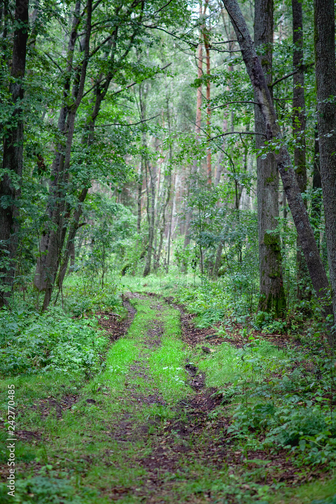 Obraz premium Path in Forest