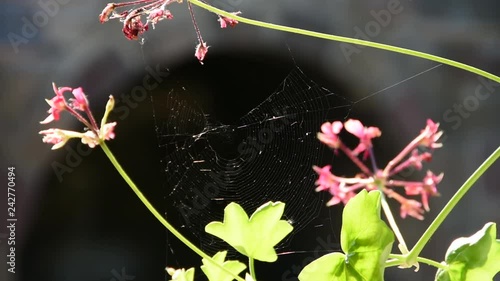 Spider web between two stems of a flower