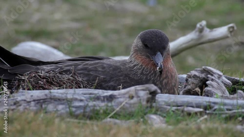 Skua lying in its nest with feathers on the beak after a penguin meal