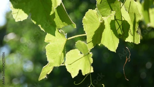 Vine leaves shining in the sun