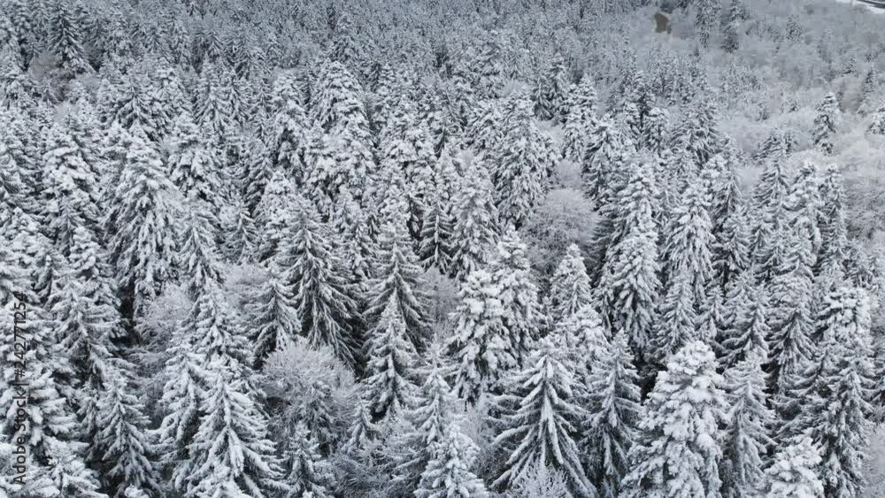 Aerial view of a forest in a winter cloudy day. Beautiful winter nature of spruce and pine in the snow. Flying over the snow-covered trees Aerial view of a forest in a winter cloudy day. Beautiful winter nature of spruce and pine in the snow. Flying over the snow-covered trees