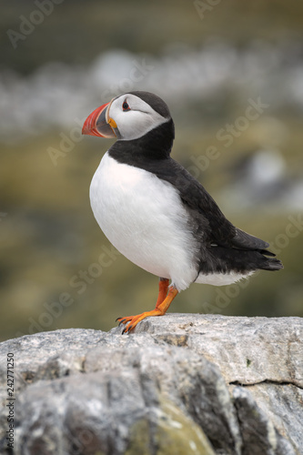 Profile of an Atlantic Puffin Standing on a Rock