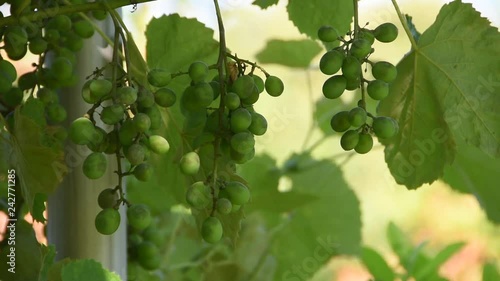 Green Grapes with illness stains